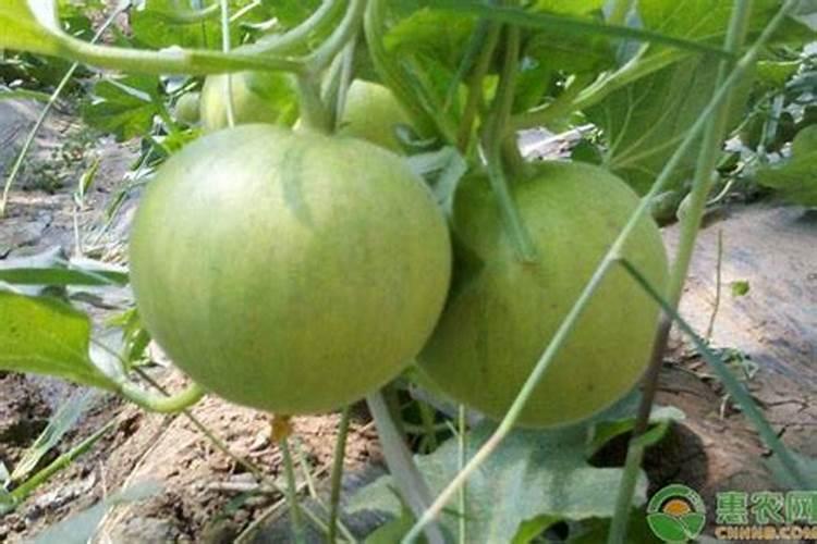 香瓜怎么增甜最快