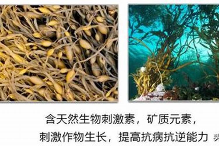 进行黄瓜栽苗操作要用啥鲜有人知的肥料