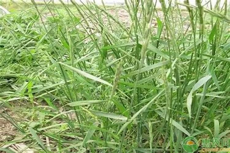 燕麦草种植技术