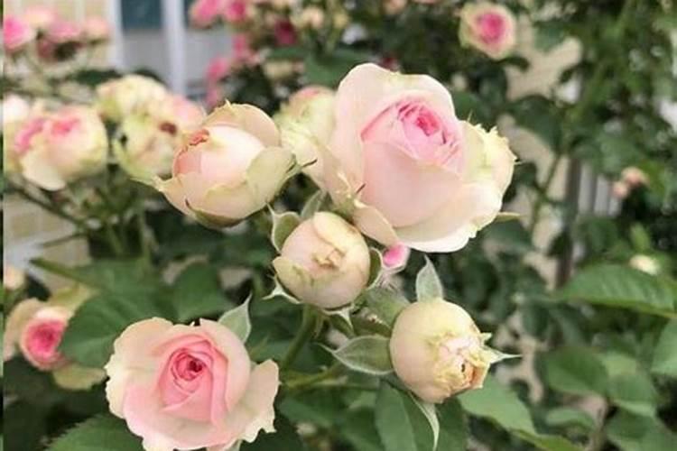 君子兰开花需要什么肥料