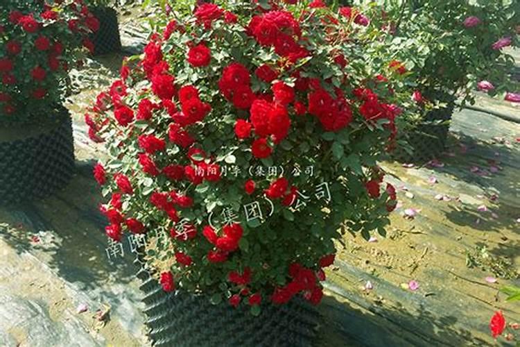 三角梅花期后如何施肥花开不断