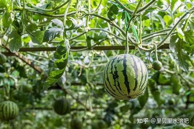 西瓜挂果后施什么肥