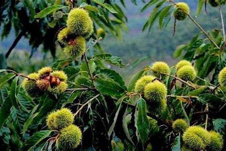 果树用什么肥料好？