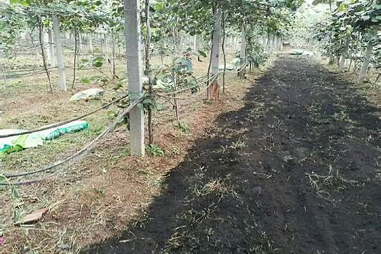 猕猴桃一年施几次肥？猕猴桃水溶肥施肥方案