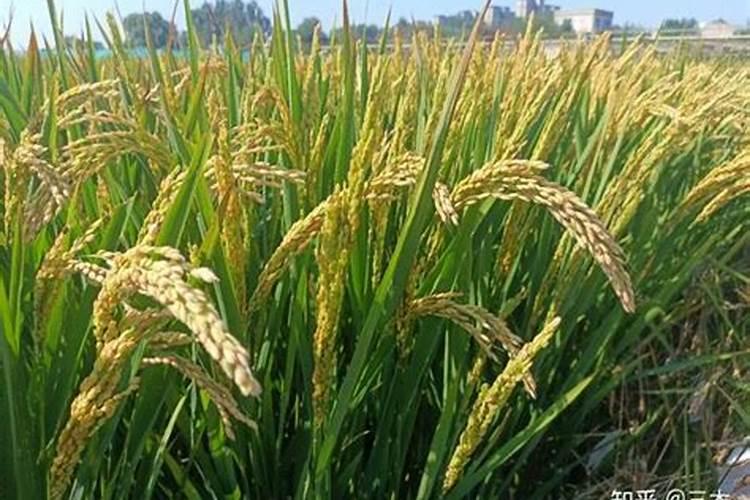 花长白粉虱用什么药