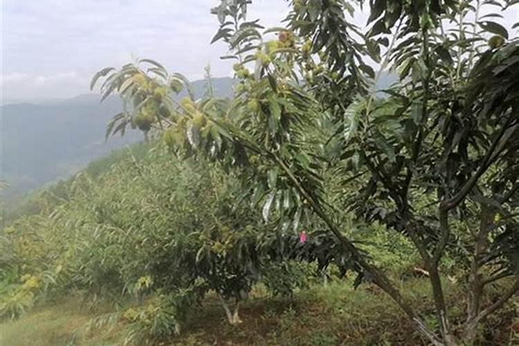 小麦一喷三防是什么时候？如何用药才能增产？