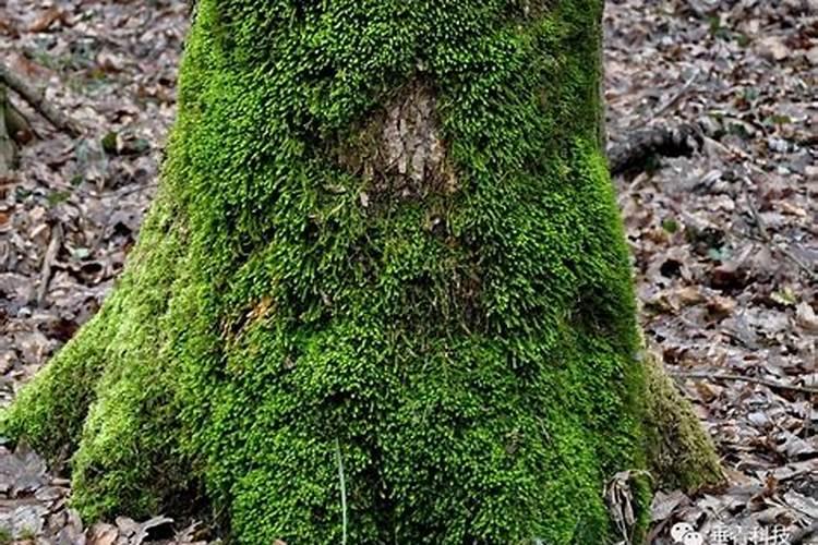 藏红花为什么不开花