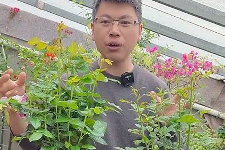 蔷薇什么时候开花？怎么养？