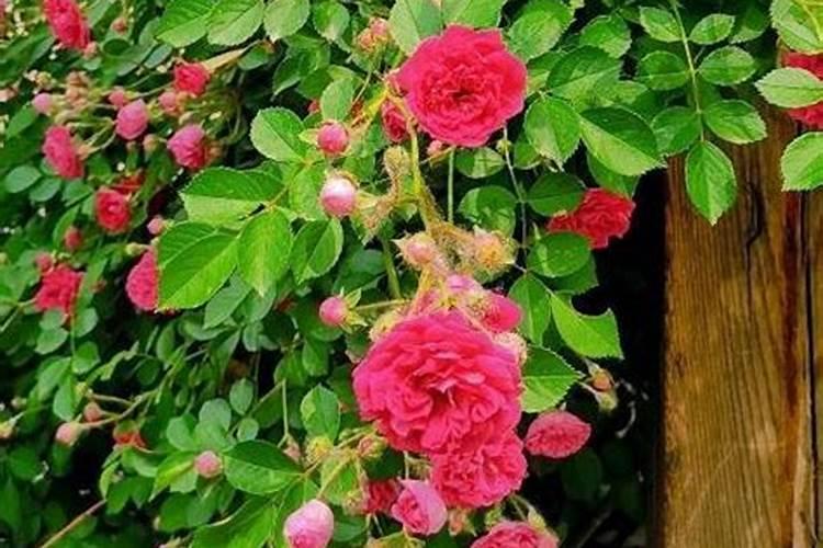 怎样养护蔷薇,花才会越开越大？