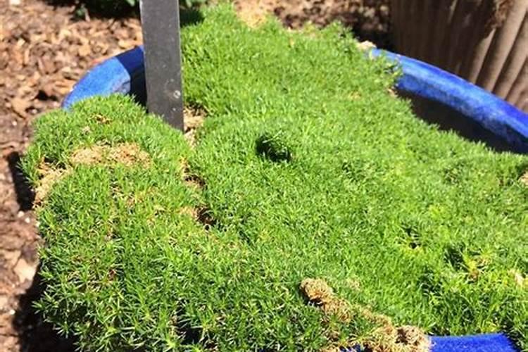 桃树什么时候施肥效果好,桃树施肥最佳时间