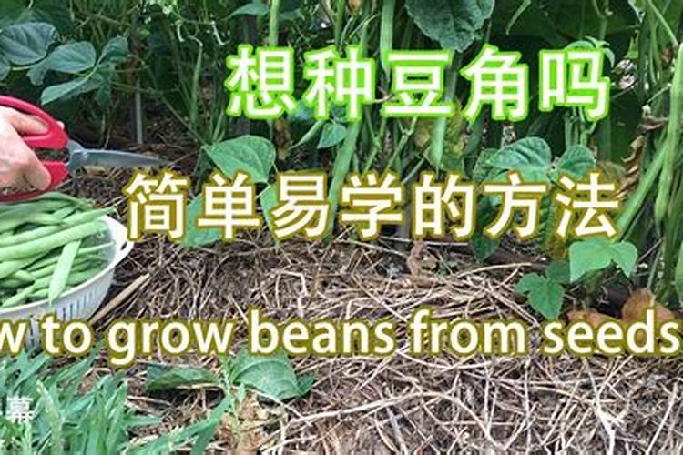 番茄青枯病治不住？有什么好方法防治吗？