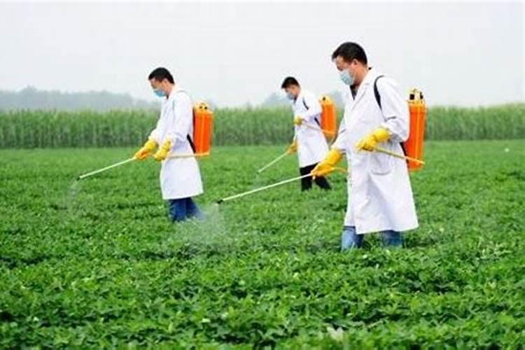 大豆结荚期用什么叶面肥