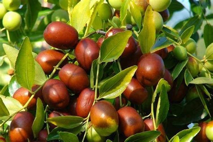 枣树移栽后多久活过来