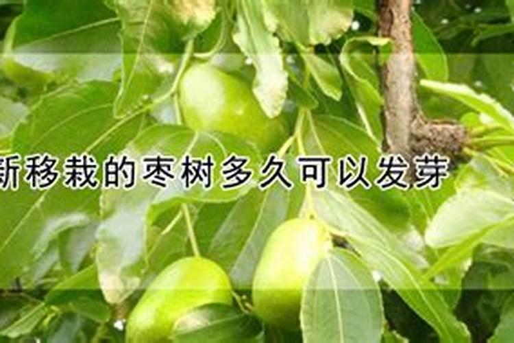 二次移栽枣树注意什么能最高成活
