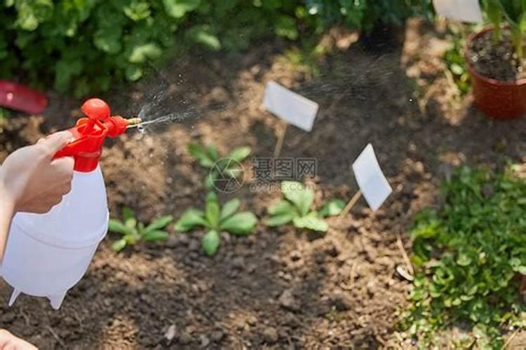 叶面肥什么时候打效果好