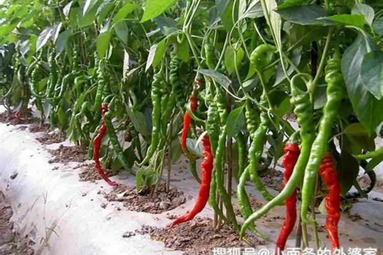 辣椒什么时候施肥好
