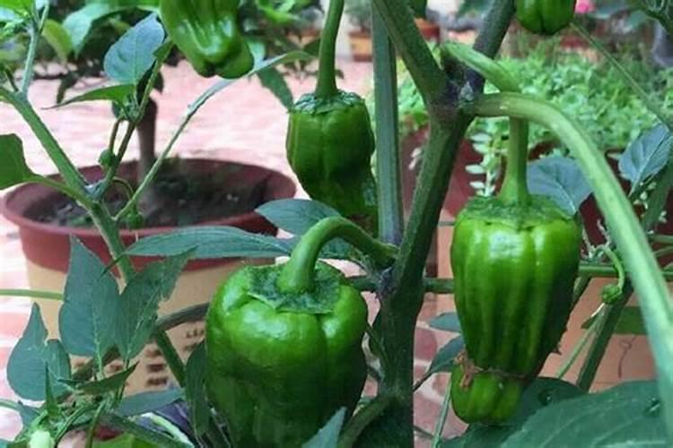 温室秋冬茬辣椒结果期对施肥有哪些要求？怎样进行追肥？