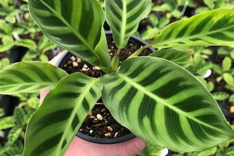 云天化金豌豆复合肥17一27一7多少钱一袋