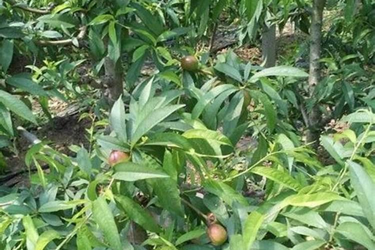 桃树怎么施水溶肥？