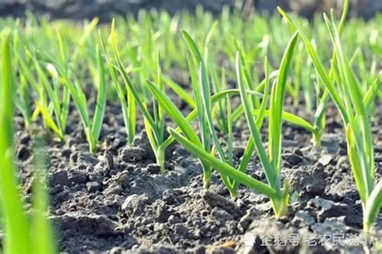 大蒜最怕什么肥料,种植时用什么肥料好？
