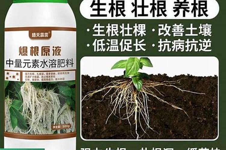 柠檬树,哪位老师看看这怎么回