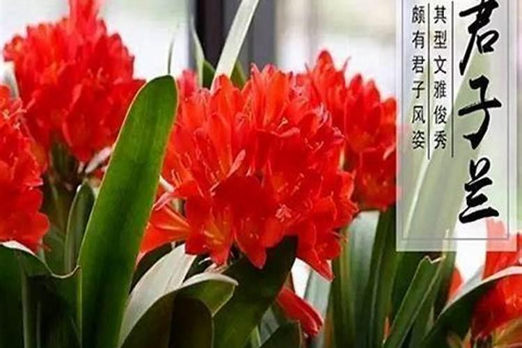 哪些花卉不能施复合肥