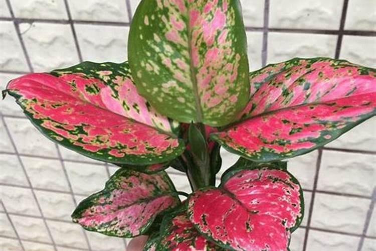 如意皇后怎么施肥,生长期每月施两次肥