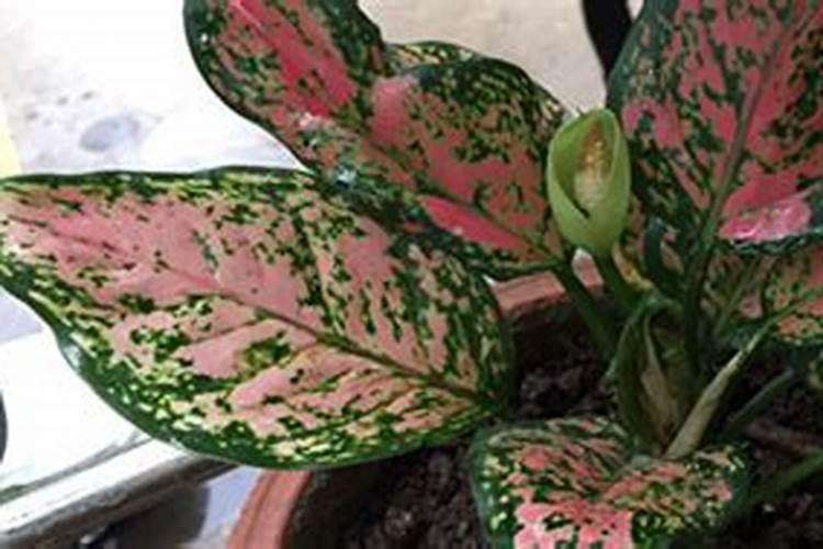 水培如意皇后怎么养红色多 水培如意皇后如何养红色多