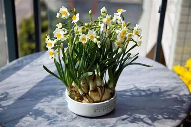 复合肥适合哪些花