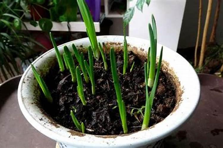 土培的水仙可以施肥吗