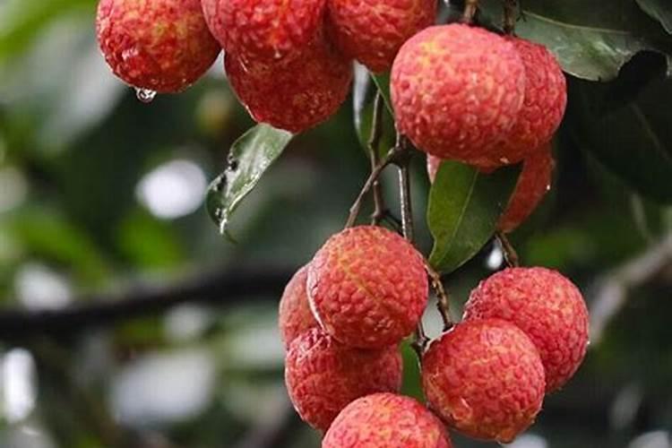 白糖罂荔枝种植技术