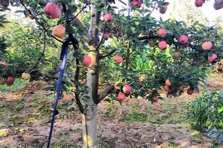 当年裁的果树发芽后可以施化肥吗