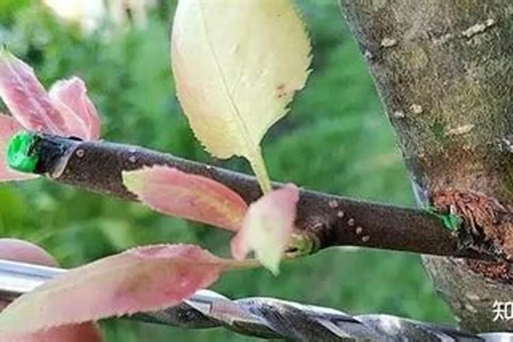 嫁接苹果树成活后能否用磷酸二氢钾？