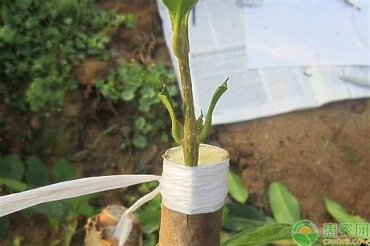 新栽果树需要下底肥吗