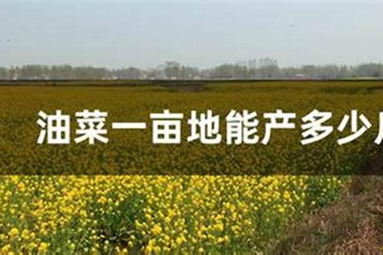 葵花一共浇几遍肥料