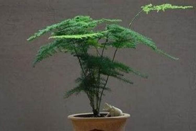 文竹浇什么肥最好