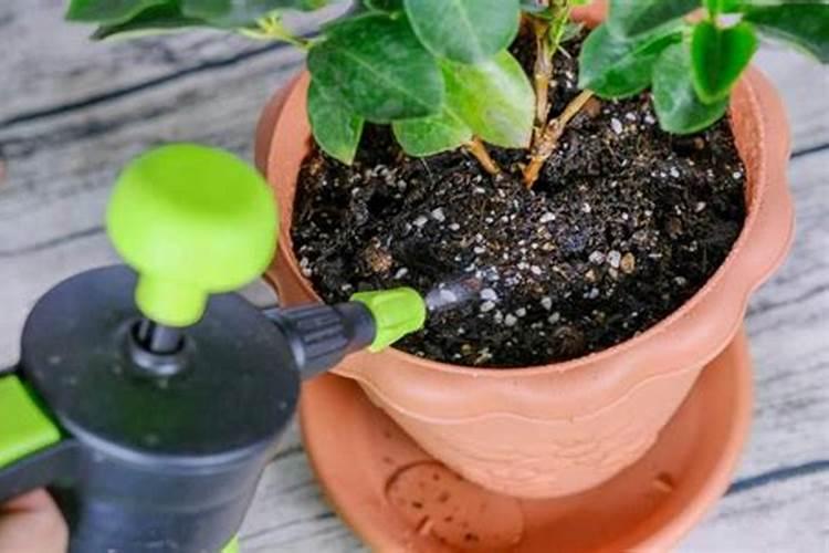 桂花施肥太多蔫了怎么办