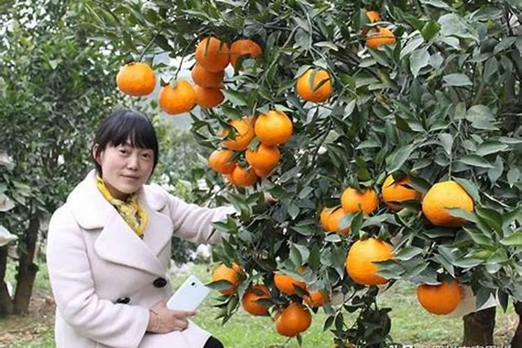 7月份柑橘可用磷肥吗