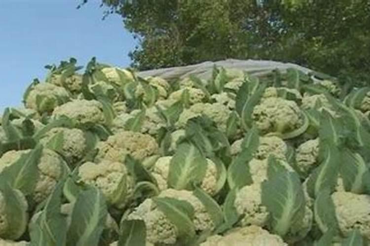 如何进行秋花菜田间管理和肥水管理？