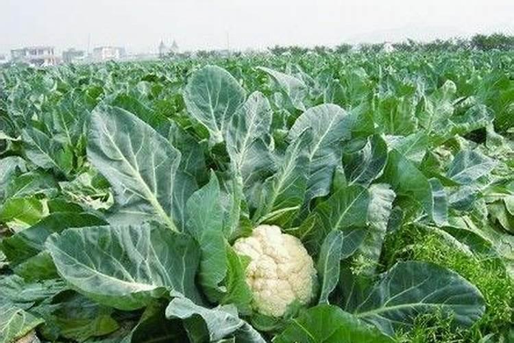 硼肥对改善花椰菜品质的重要作用及施用方法有哪些？