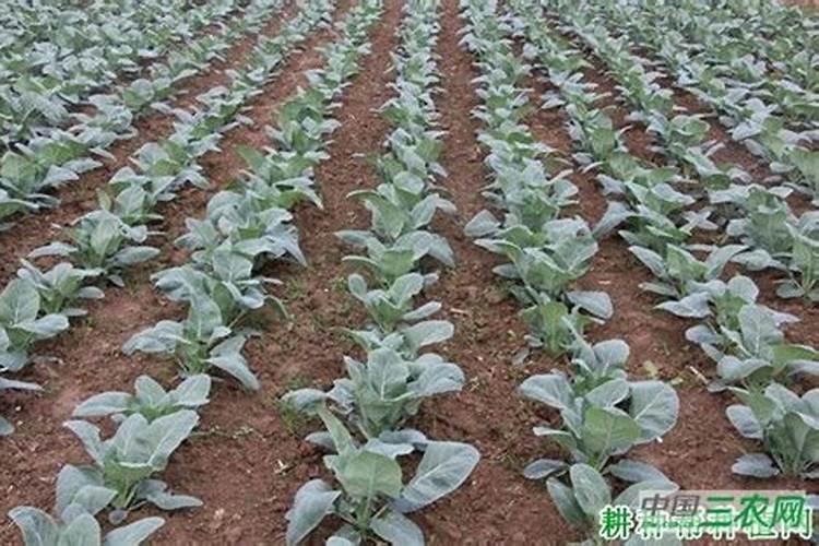 花菜施肥用什么肥料好？高产有技巧