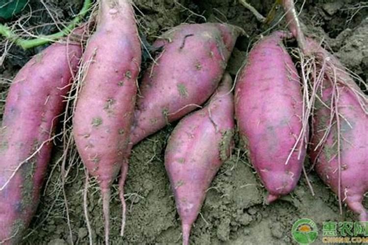 马铃薯怎么施肥