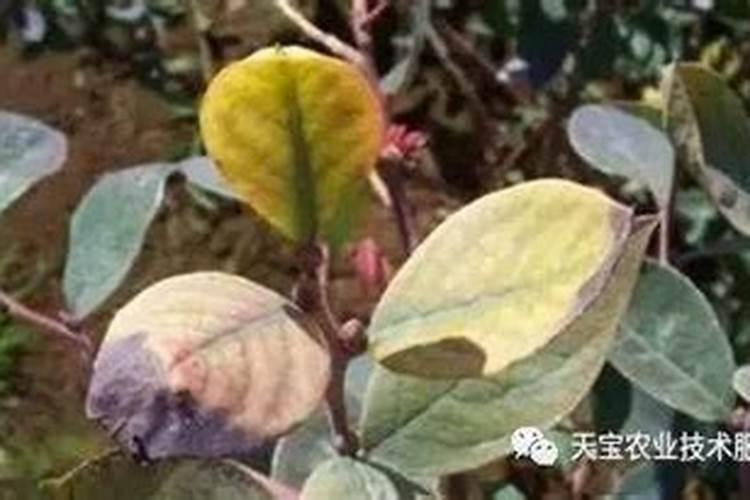 蓝莓是要用什么肥料