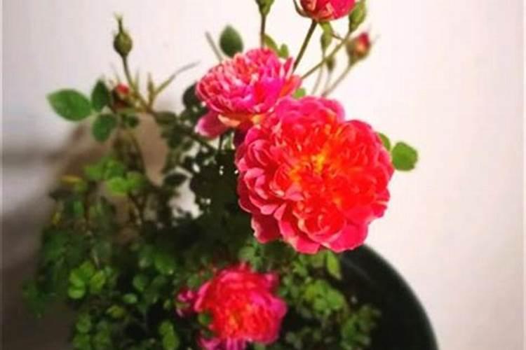 甜瓜打什么叶面肥最好？甜瓜施肥时间及方法？