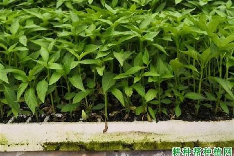 辣椒苗喷什么生根快