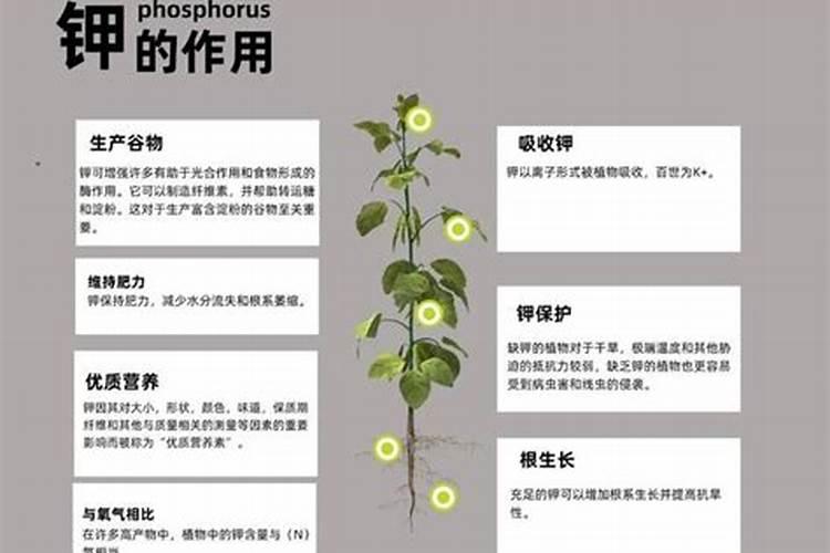 钾肥和磷肥能一起用吗 钾肥和钙肥可以混用吗