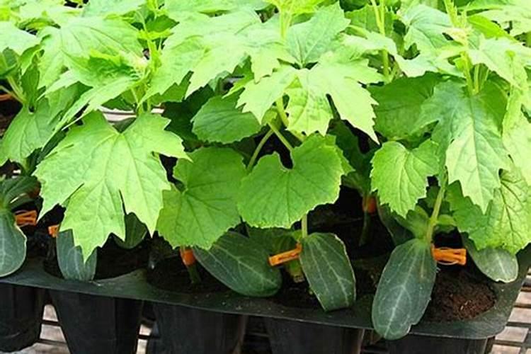 钾肥怎么施效果好