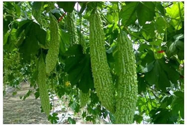 种苦瓜施什么肥高产