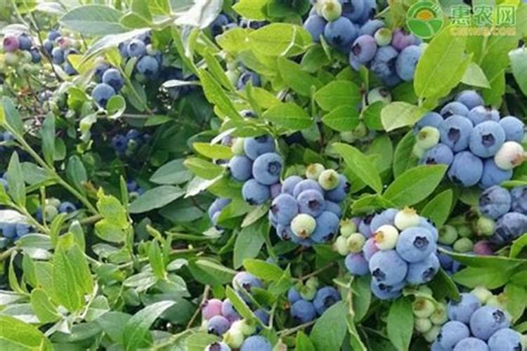 蓝莓出现这种状况,请问怎么治理？