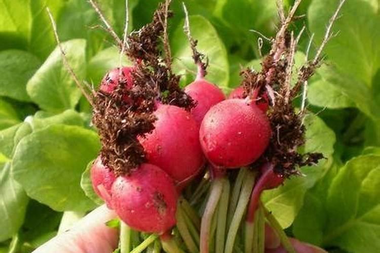 棉花在各生长阶段需要什么肥料